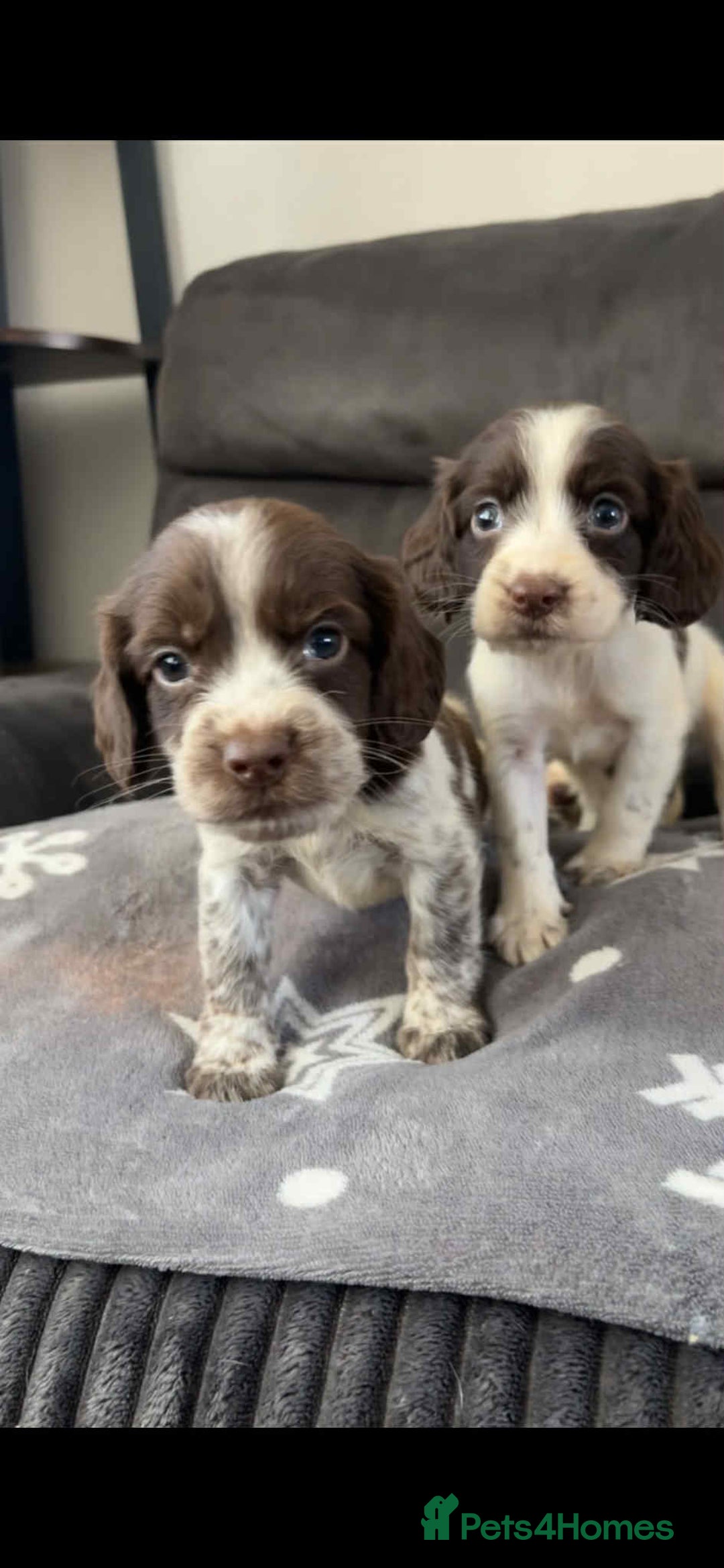 Cocker Spaniel dogs for sale: Cocker Spaniel Puppy’s  - Image 10