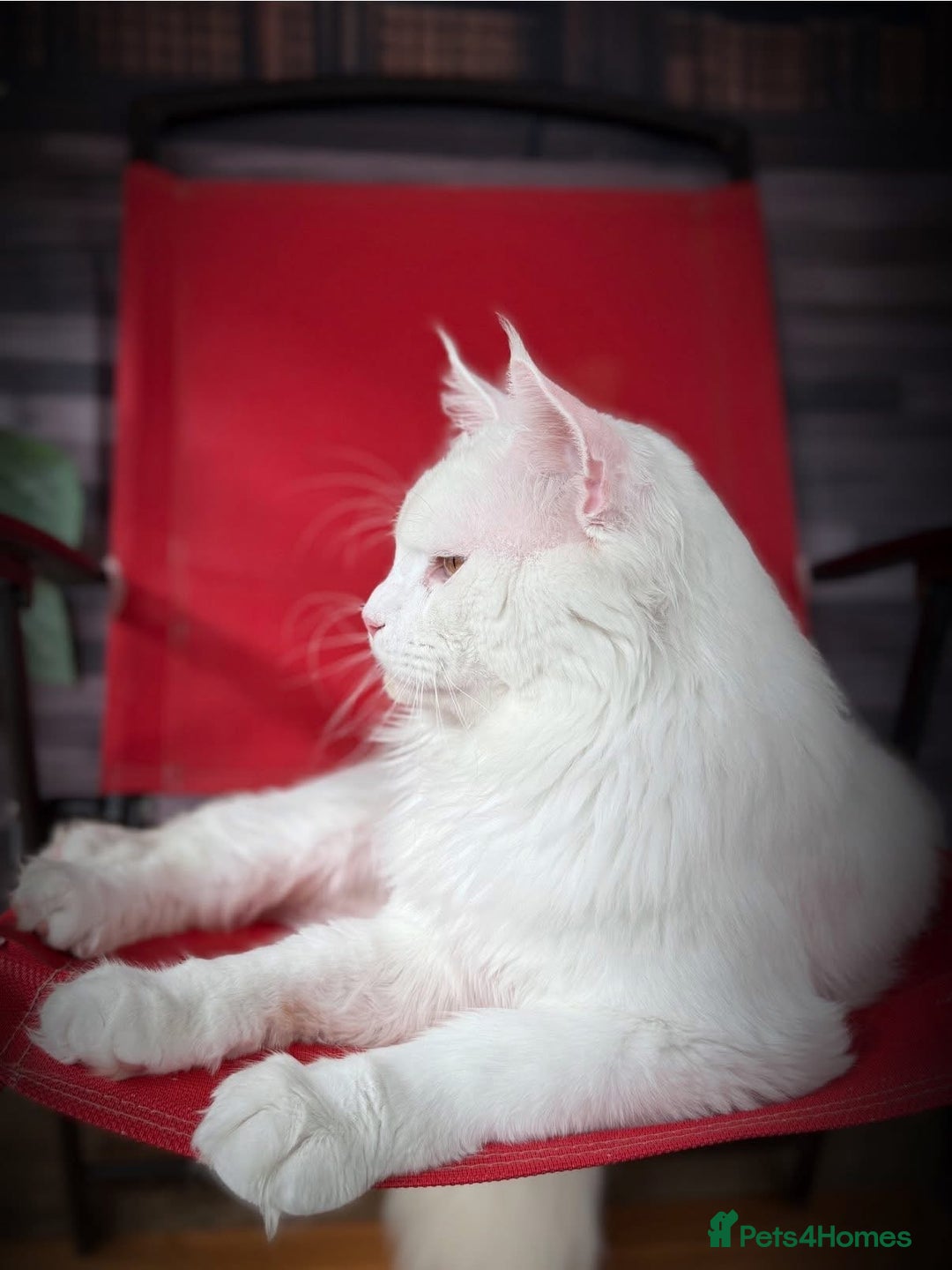 Maine Coon cats for sale: ANDERPRIDE HAVE KITTENS DUE - WAITING LIST OPEN  - Image 6