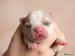 French Bulldog dogs 🐾 5⭐ DWKC Registered Puppies 🐾 - Advert 20