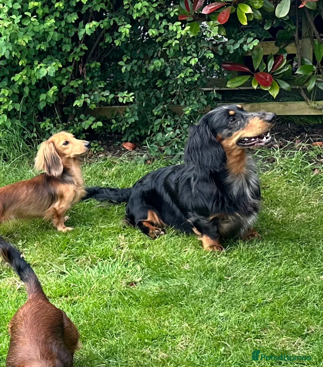 Dachshund dogs for stud: Standard Silver Dapple Long Haired Dachshund Stud in Bishop Auckland - Advert 10