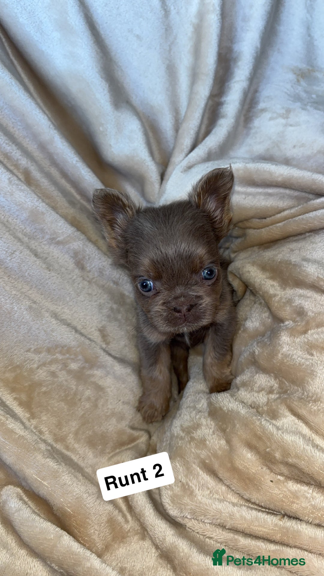 French Bulldog dogs for sale: Pure visual fluffy Frenchie’s  - Image 4