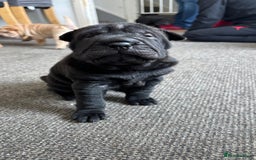 Shar Pei dogs for sale: 🔥 BEAUTIFUL SHARPEI PUPS 🔥 - Image 4