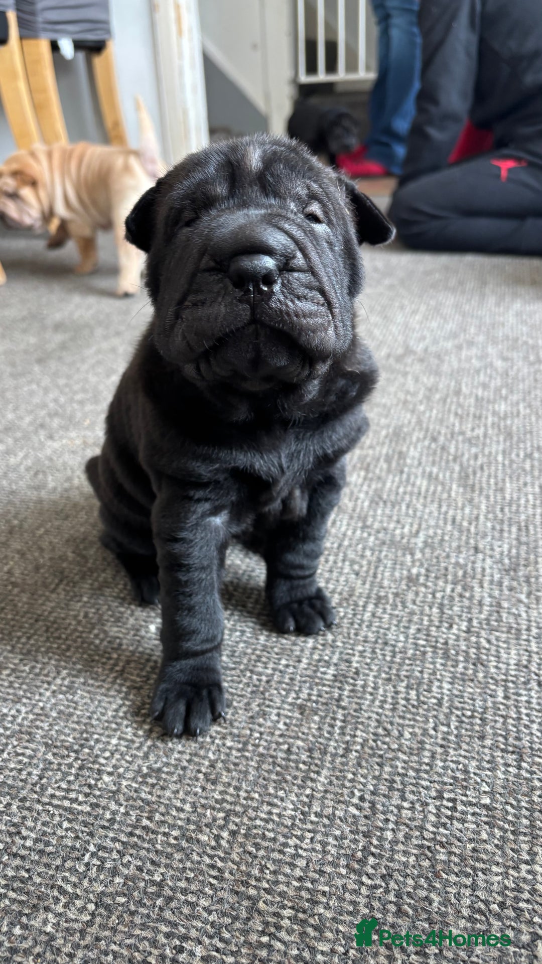 Shar Pei dogs for sale: 🔥 BEAUTIFUL SHARPEI PUPS 🔥 - Image 4
