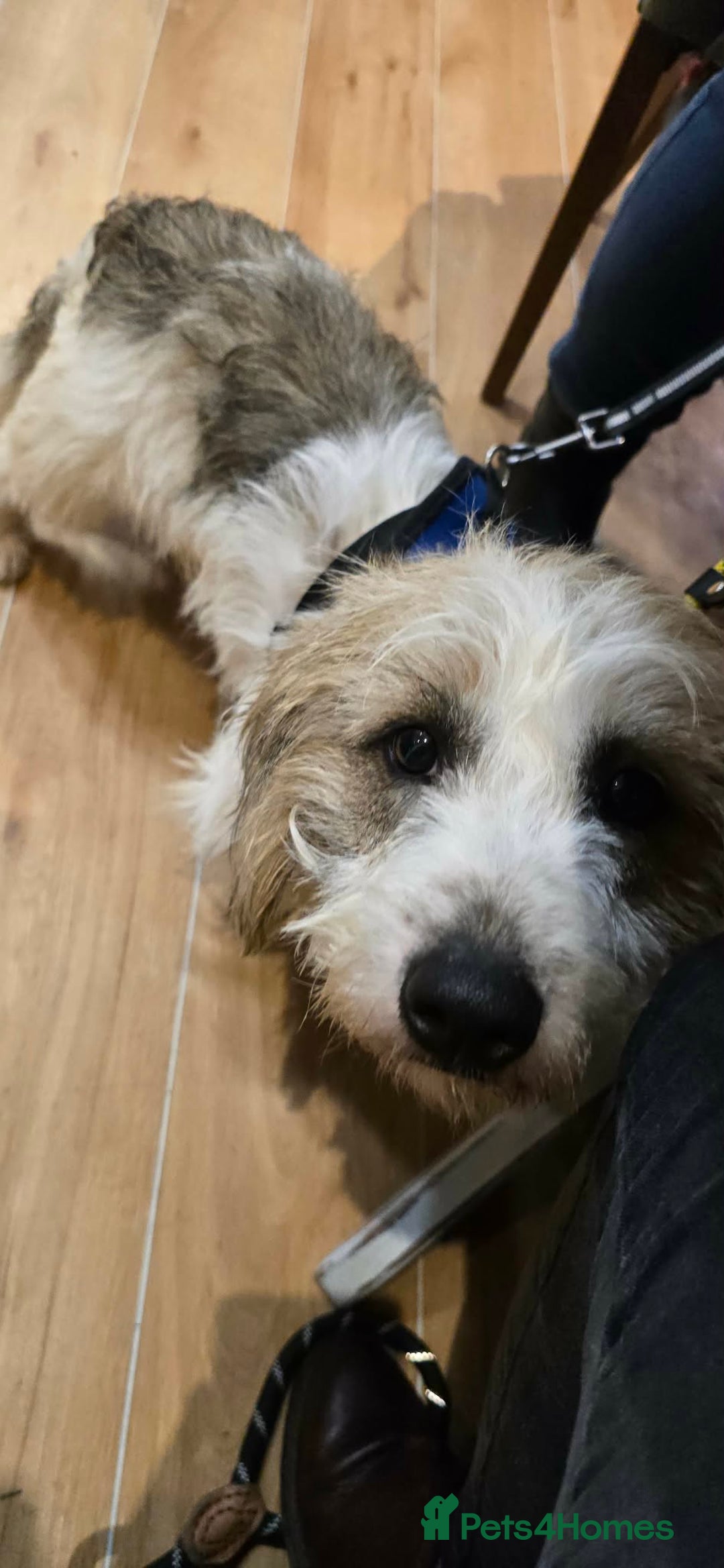 Mixed Breed dogs for adoption: TINK  - Advert 7