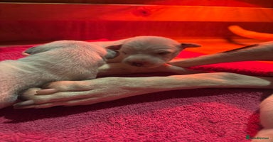 Dalmatian dogs - Advert 2