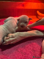 Dalmatian dogs - Advert 1