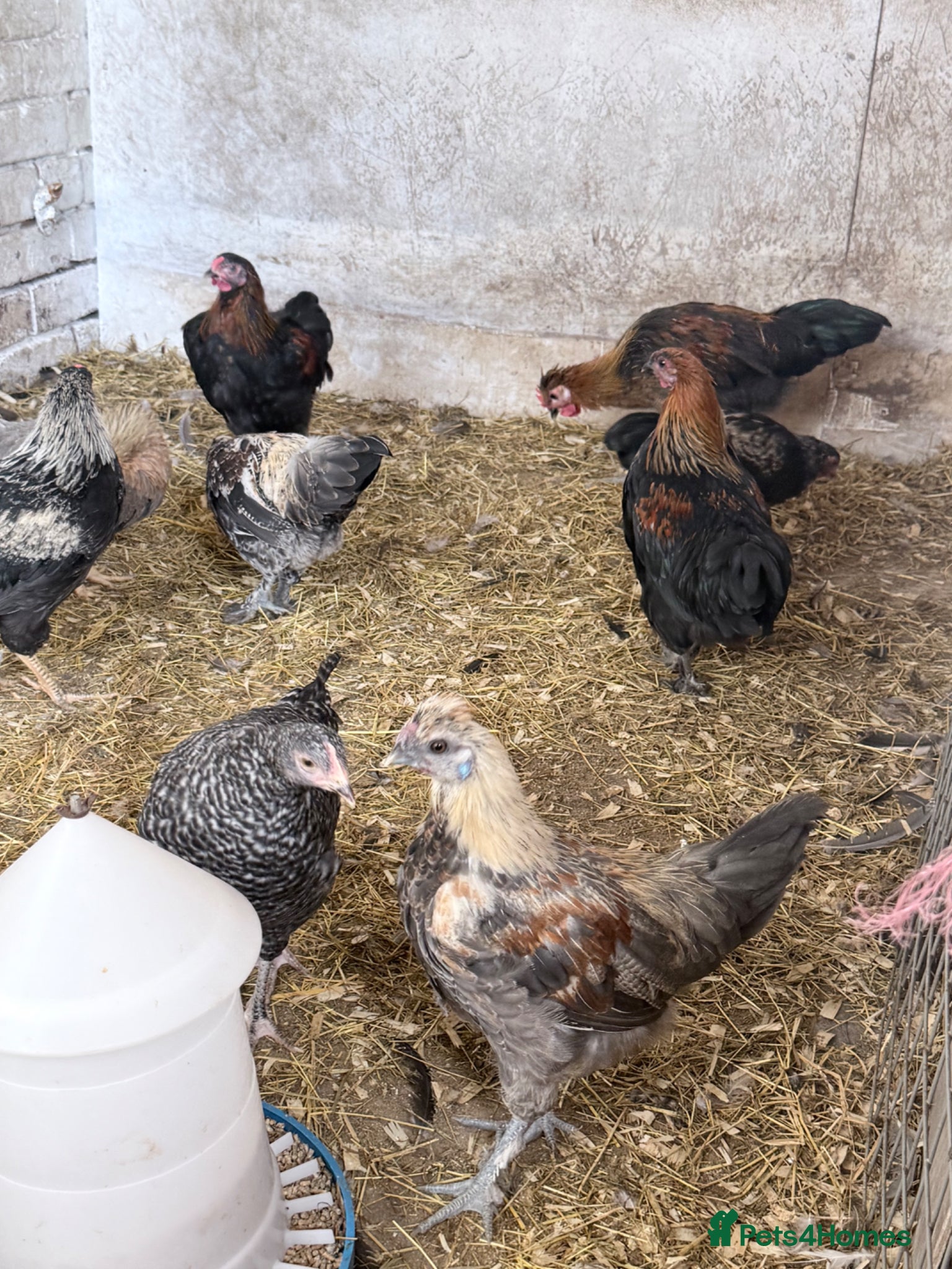 Chickens poultry 🐓 HENS & COCKERELS AVAILABLE 🐓 - Advert 2