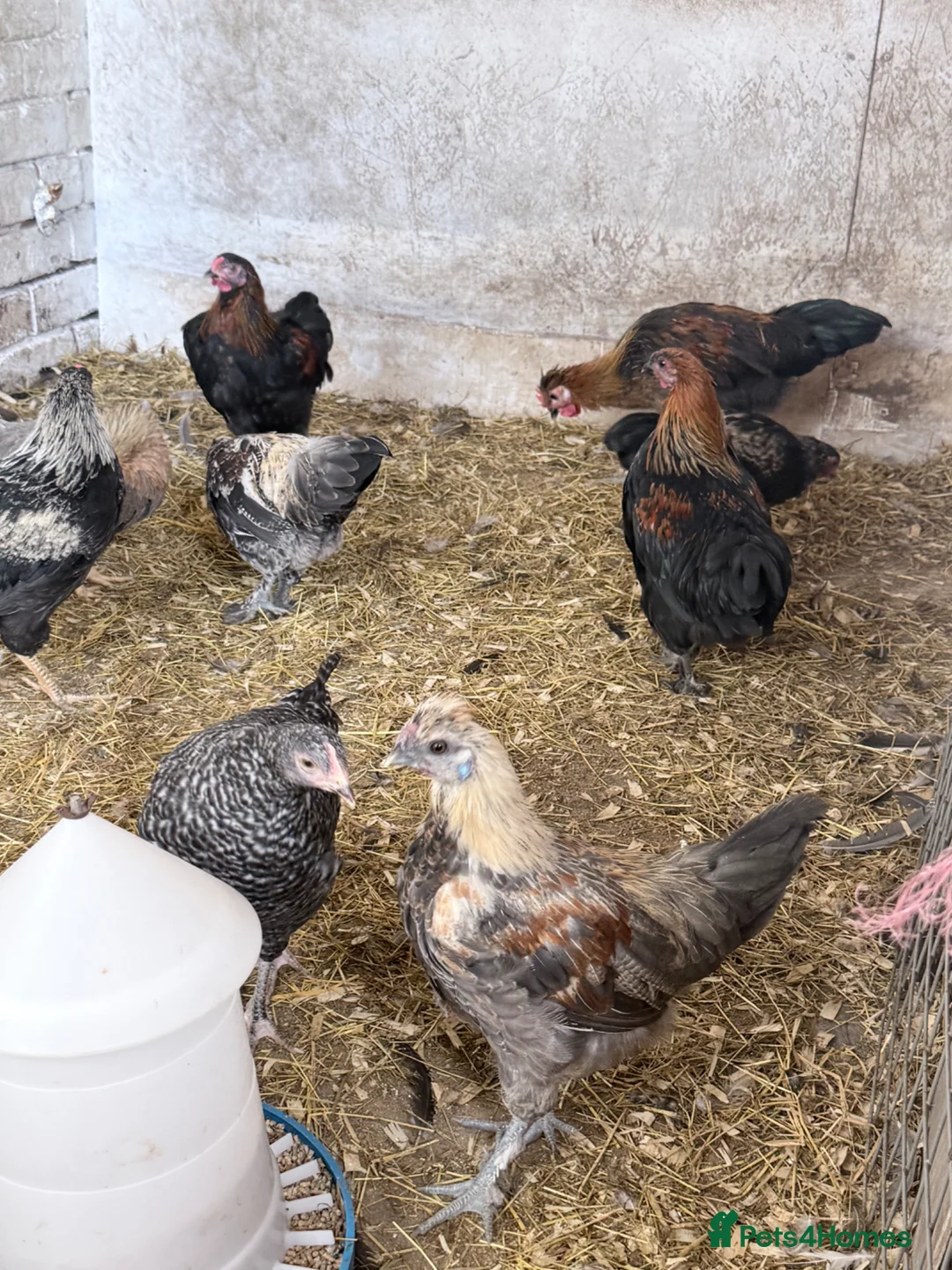 Chickens poultry for sale: 🐓 HENS & COCKERELS AVAILABLE 🐓 - Advert 2
