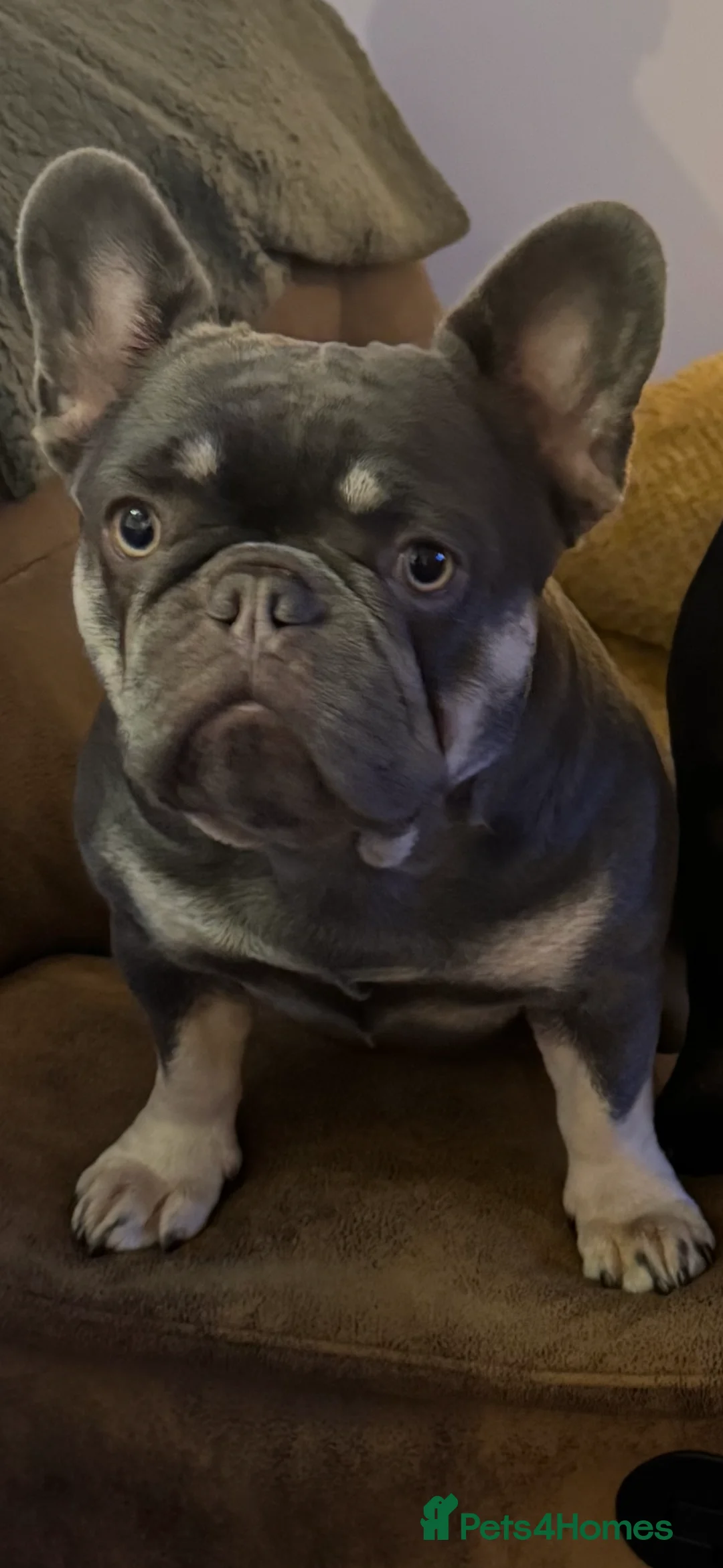 French Bulldog dogs for sale: platinum and Isabella blue fawn French bulldog  - Advert 1