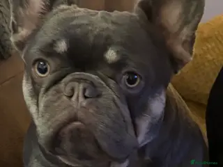 French Bulldog dogs platinum and Isabella blue fawn French bulldog - Advert 4