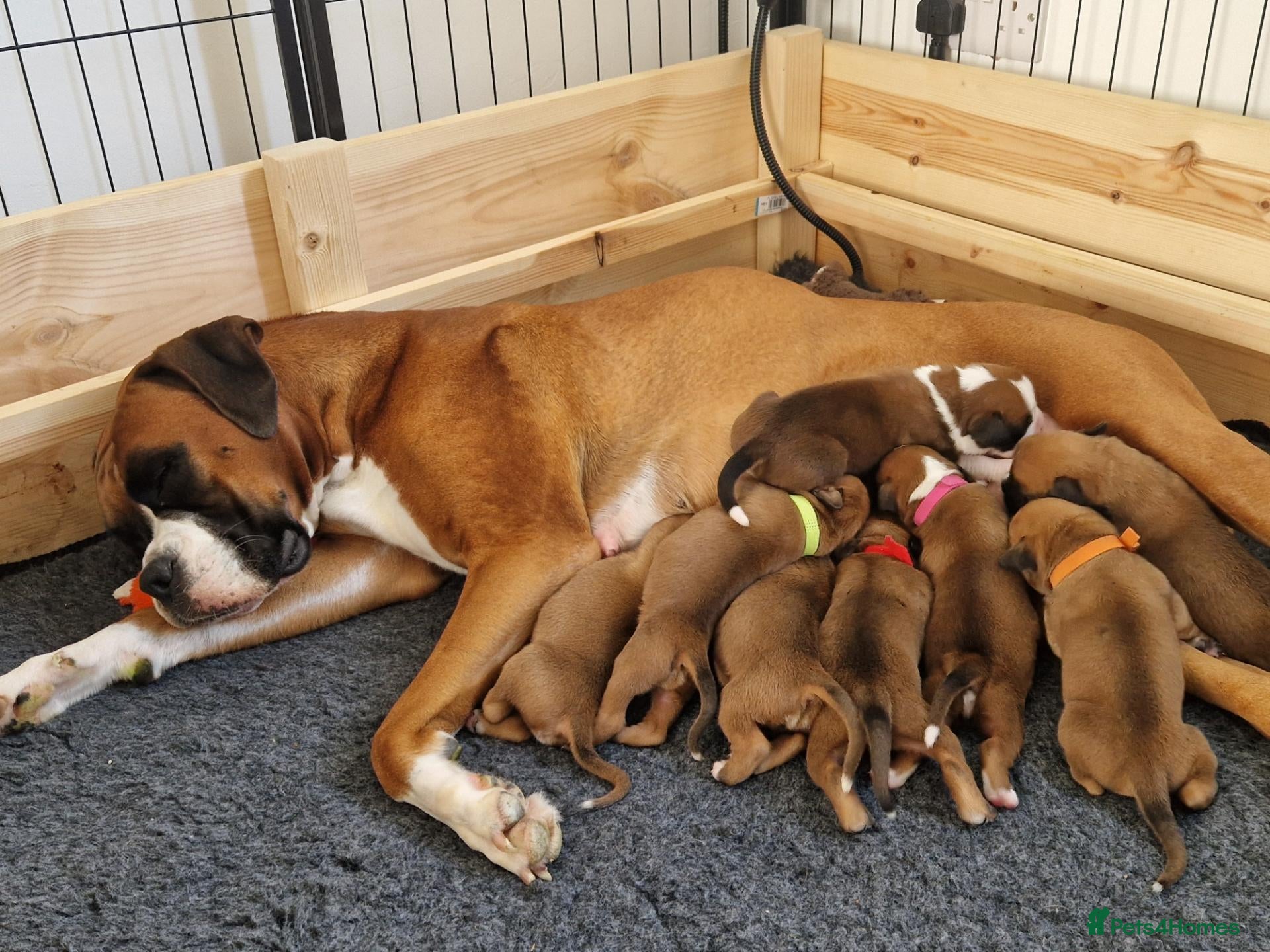 Boxer dogs Beautiful Pedigree Boxer Puppies - Advert 16