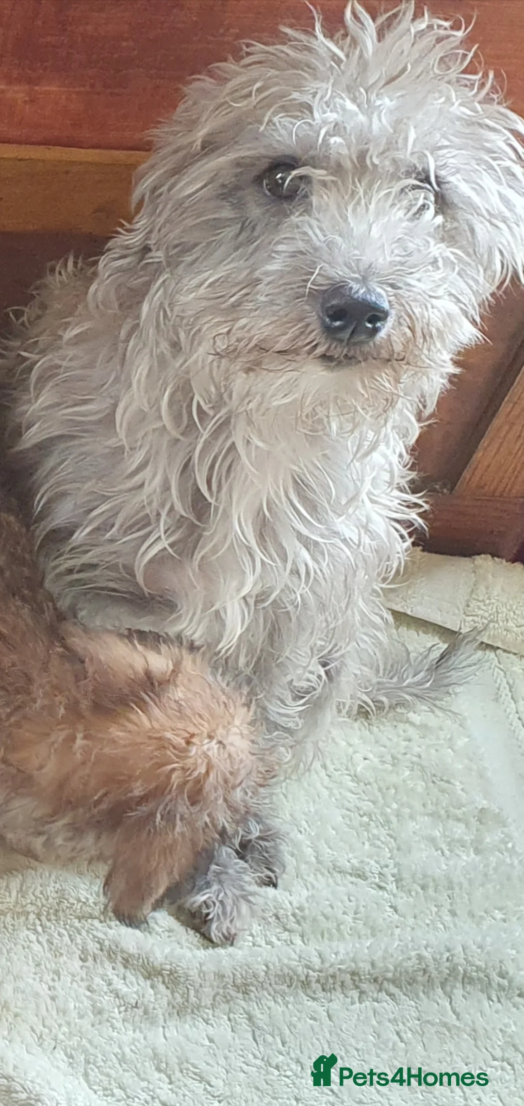 Bedlington Terrier dogs for sale: Beautiful bedlington cross puppies  - Advert 2