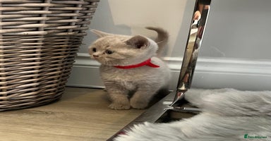 British Shorthair cats - Advert 3