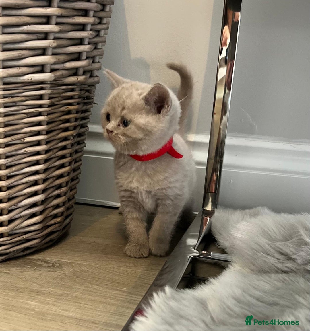 British Shorthair cats for sale: 🏆Grand Champion Sired GCCF BritishShorthair 1left - Image 2