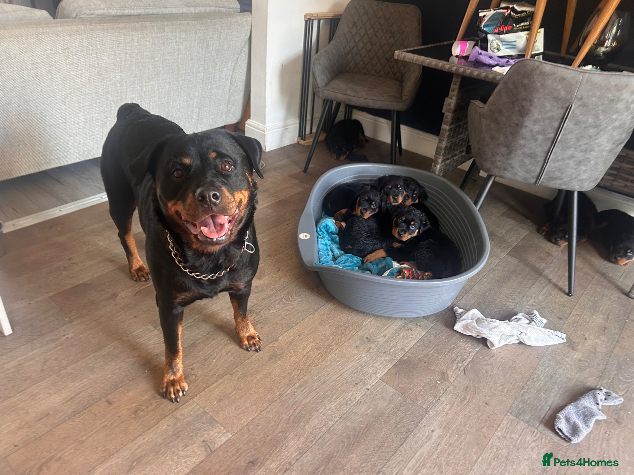 Rottweiler dogs for sale: Pure breed Rottweiler puppies for sale - Advert 10