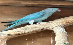 Ringnecks birds for sale: Proven 2022 hen for breeding with cage - Image 3