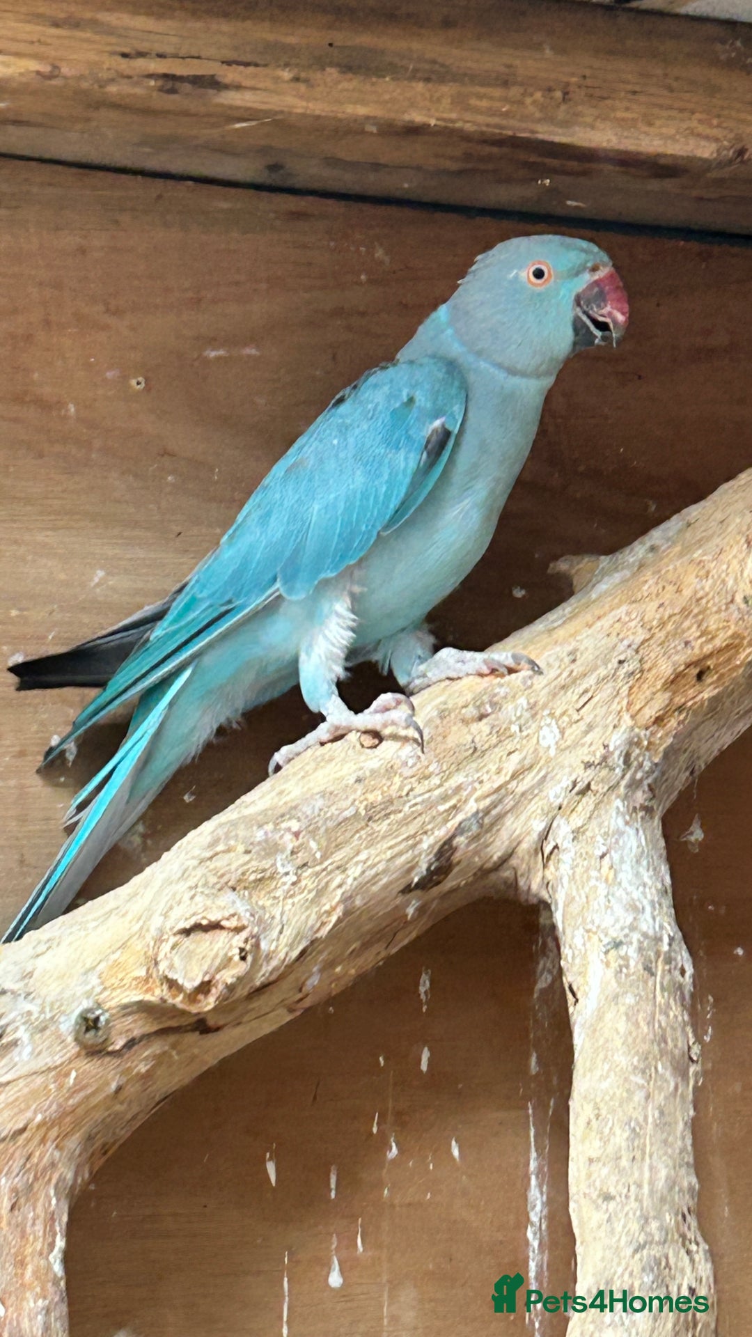 Ringnecks birds for sale: Proven 2022 hen for breeding with cage - Image 3