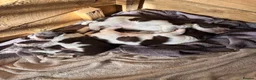 Mixed Breed dogs for sale: Sprointer puppies - Advert 3