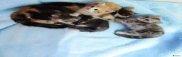 Scottish Fold cats for sale: Adorable Scottish Fold Straight Ear Kittens  - Advert 2