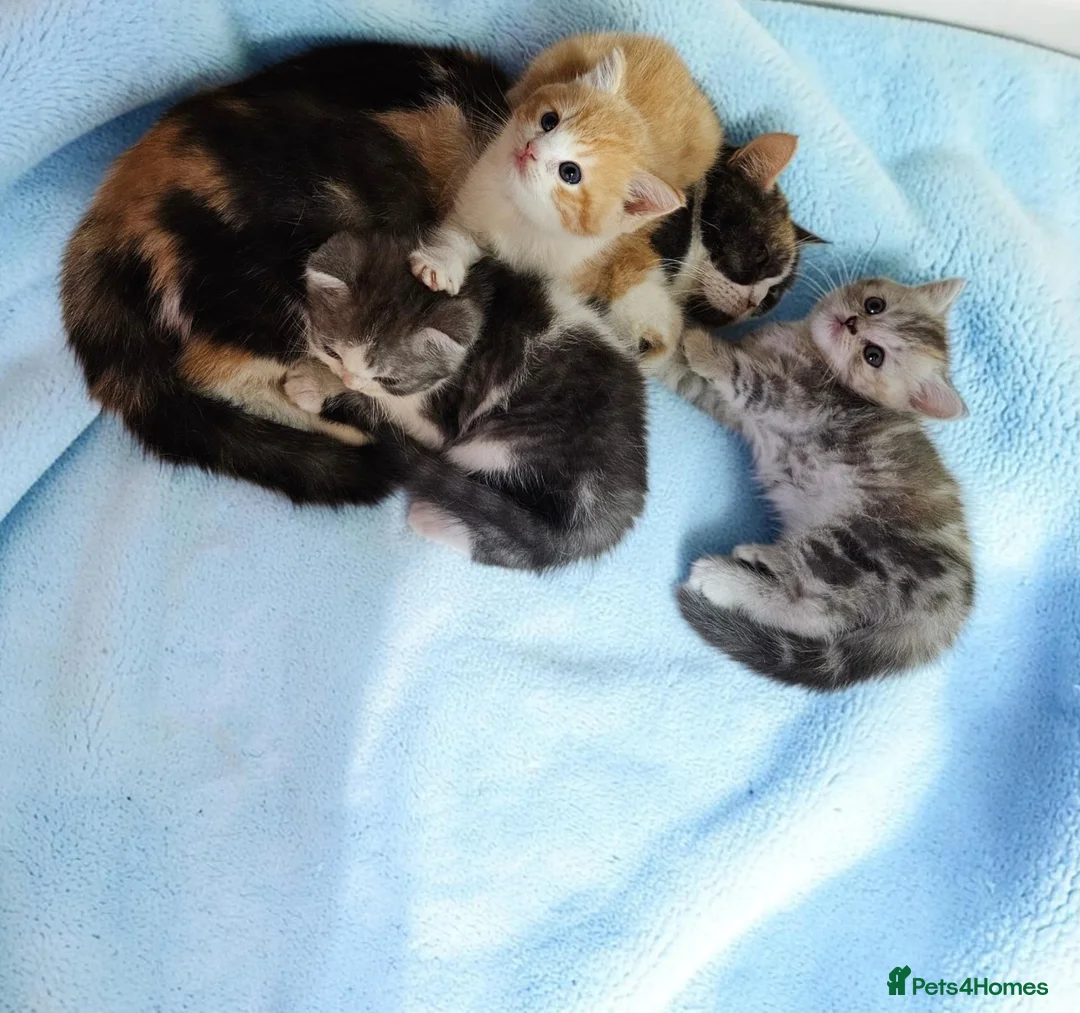 Scottish Fold cats for sale: Adorable Scottish Fold Straight Ear Kittens  - Advert 2
