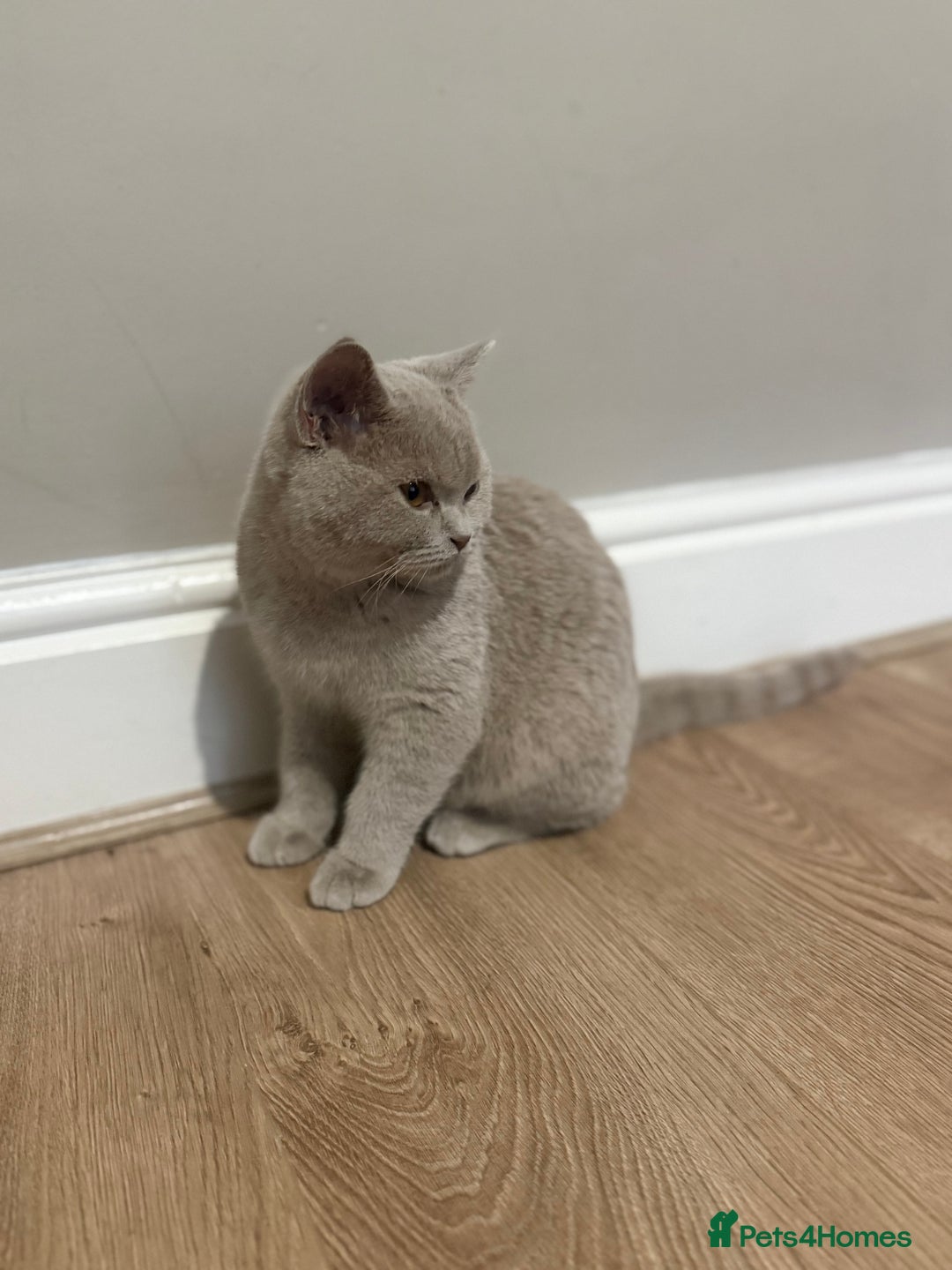 Scottish Fold cats for sale: Stunning Male lilac BSH & Grey Scottish Fold x BSH - Advert 8