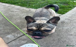 Frug dogs for sale: Tommy the Frug - Image 6