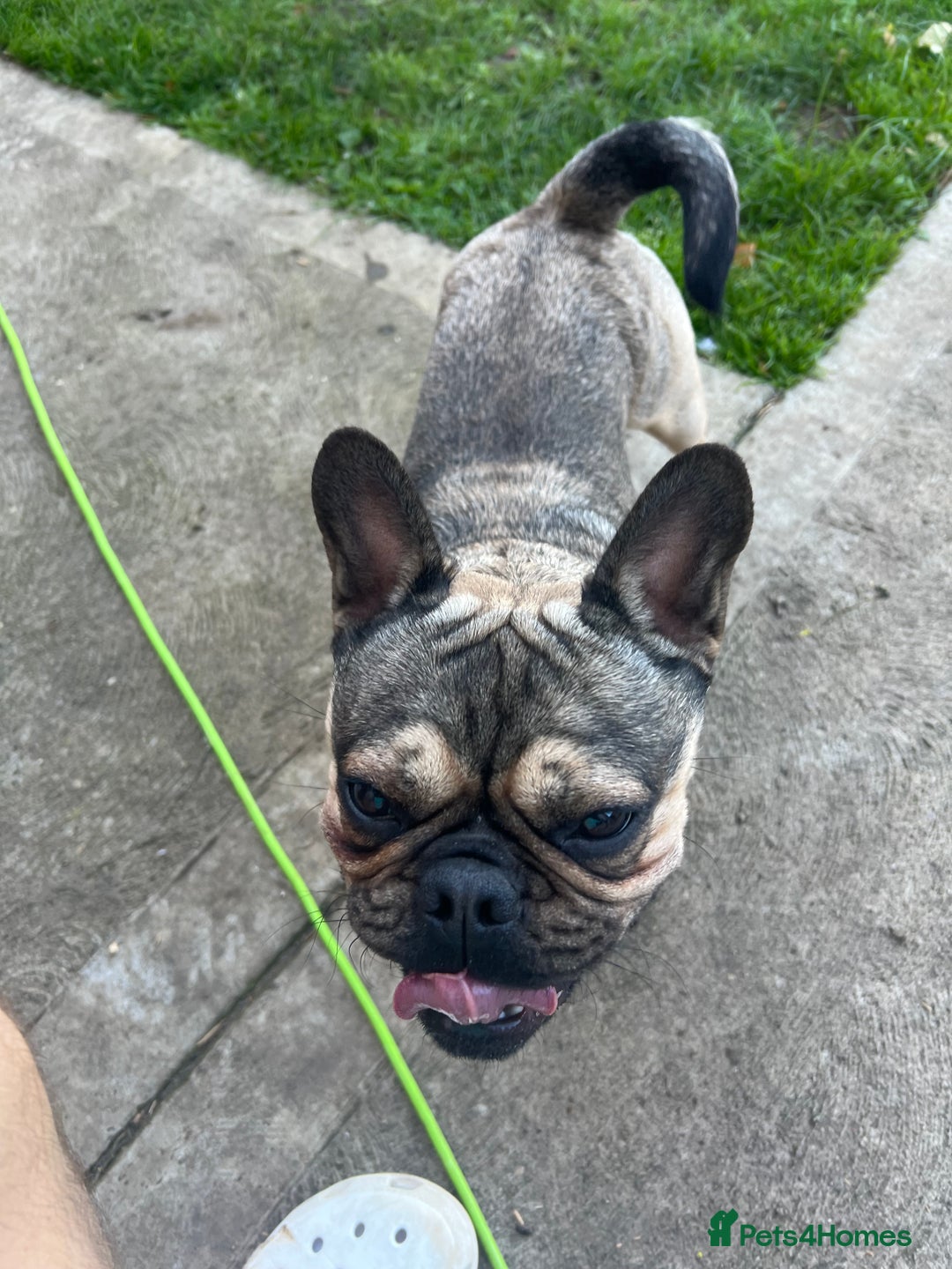 Frug dogs for sale: Tommy the Frug - Image 6