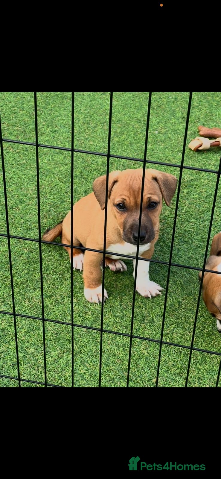 Jack Russell dogs Beautiful jack Russell puppies  - Advert 2