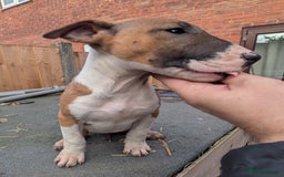 English Bull Terrier dogs for sale: Original English bull terriers  - Image 5