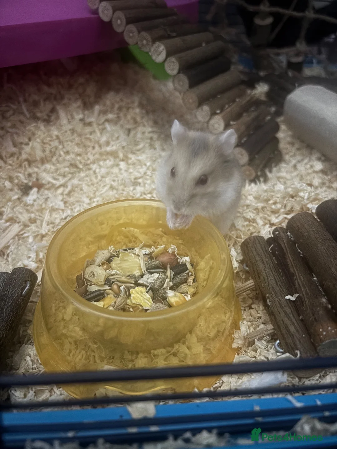 Hamster rodents for sale: female dwarf hamster  - Advert 2