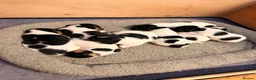 Jack Russell dogs for sale: Tri coloured Jack Russell pups in Isle of Bute - Advert 12