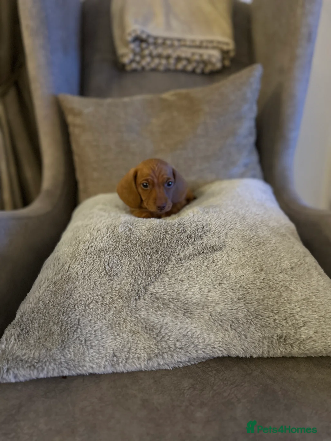 Miniature Dachshund dogs for sale: KC PRA clear miniature Dachshunds - Advert 7