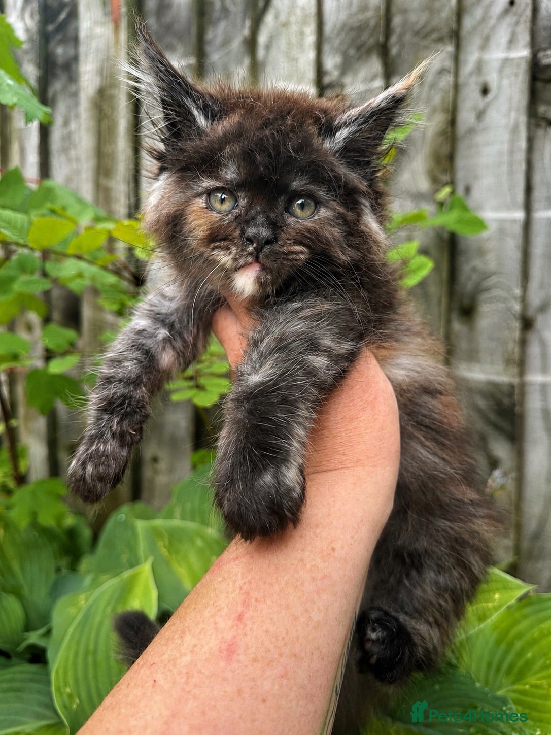 Maine Coon cats ANDERPRIDE has new Cub arrivals  - Advert 2