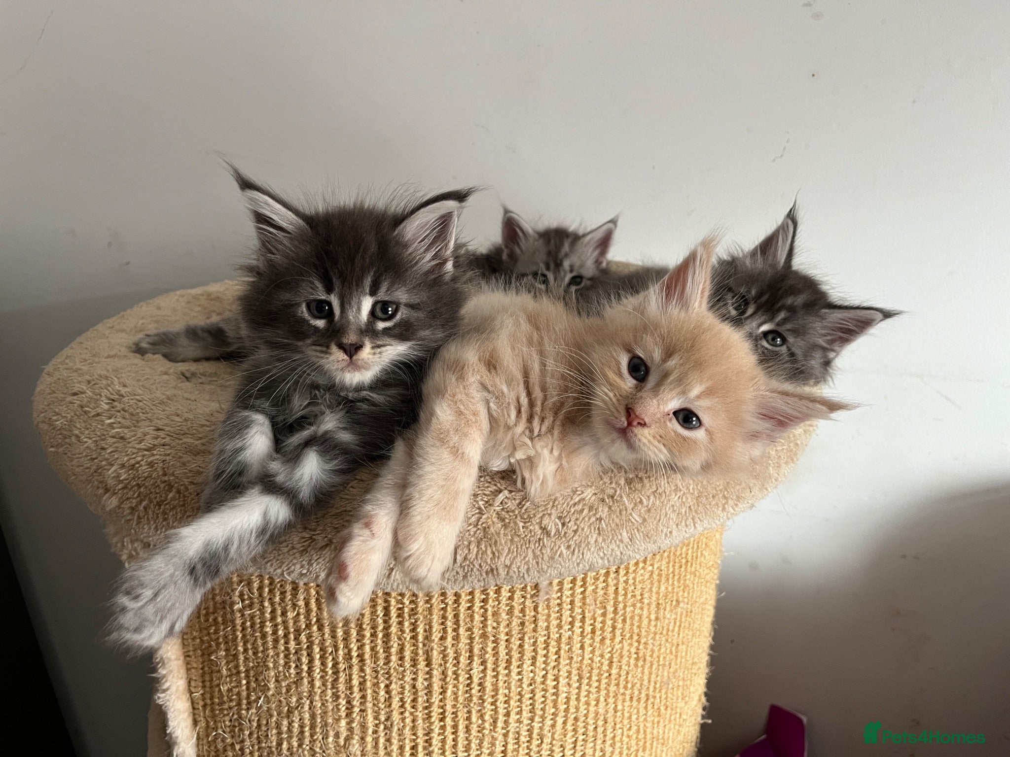 Maine Coon cats Majestic Maine Coon Kittens  - Advert 1