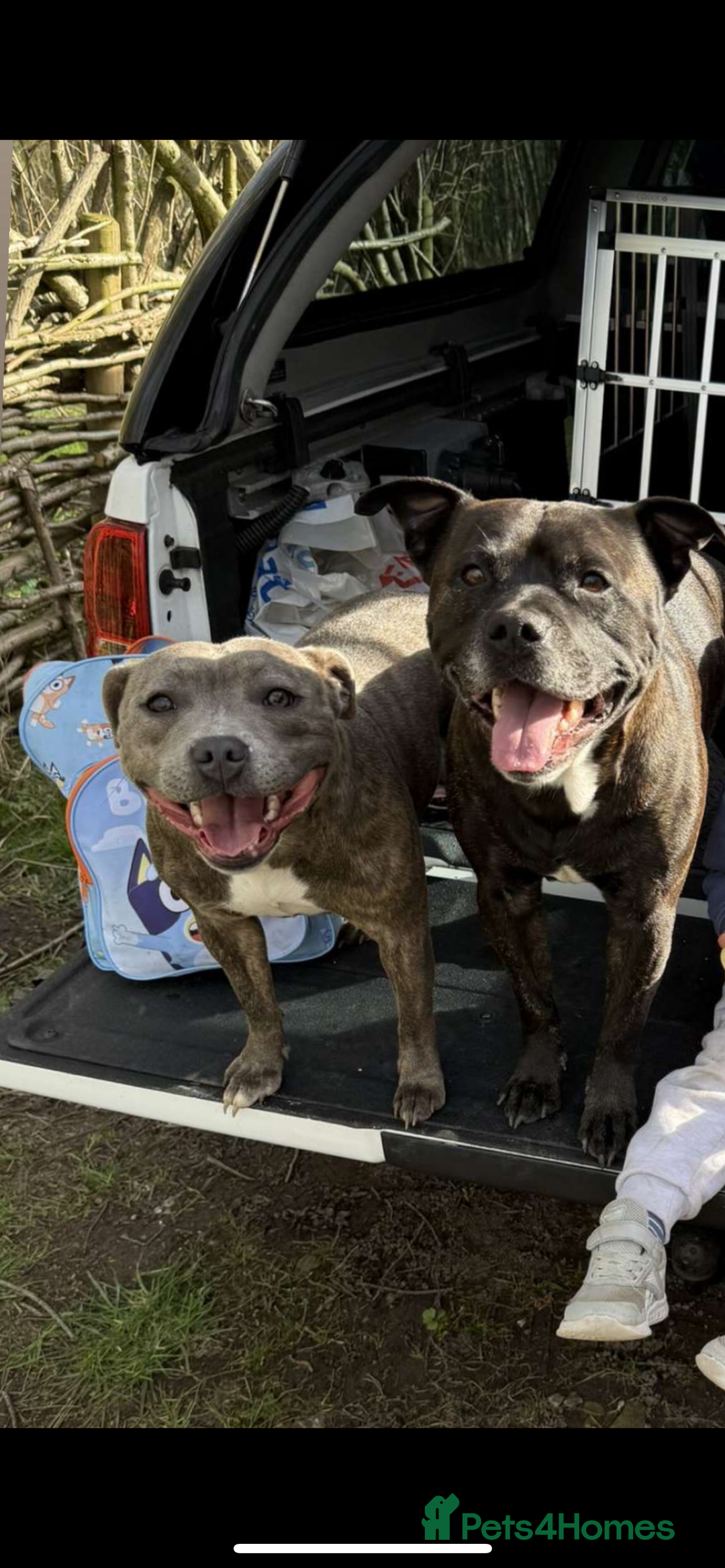 Staffordshire Bull Terrier dogs for sale: Champion Bloodline Staffy pups - Advert 7