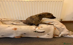 Lurcher dogs for sale: Lurcher puppies - Advert 4