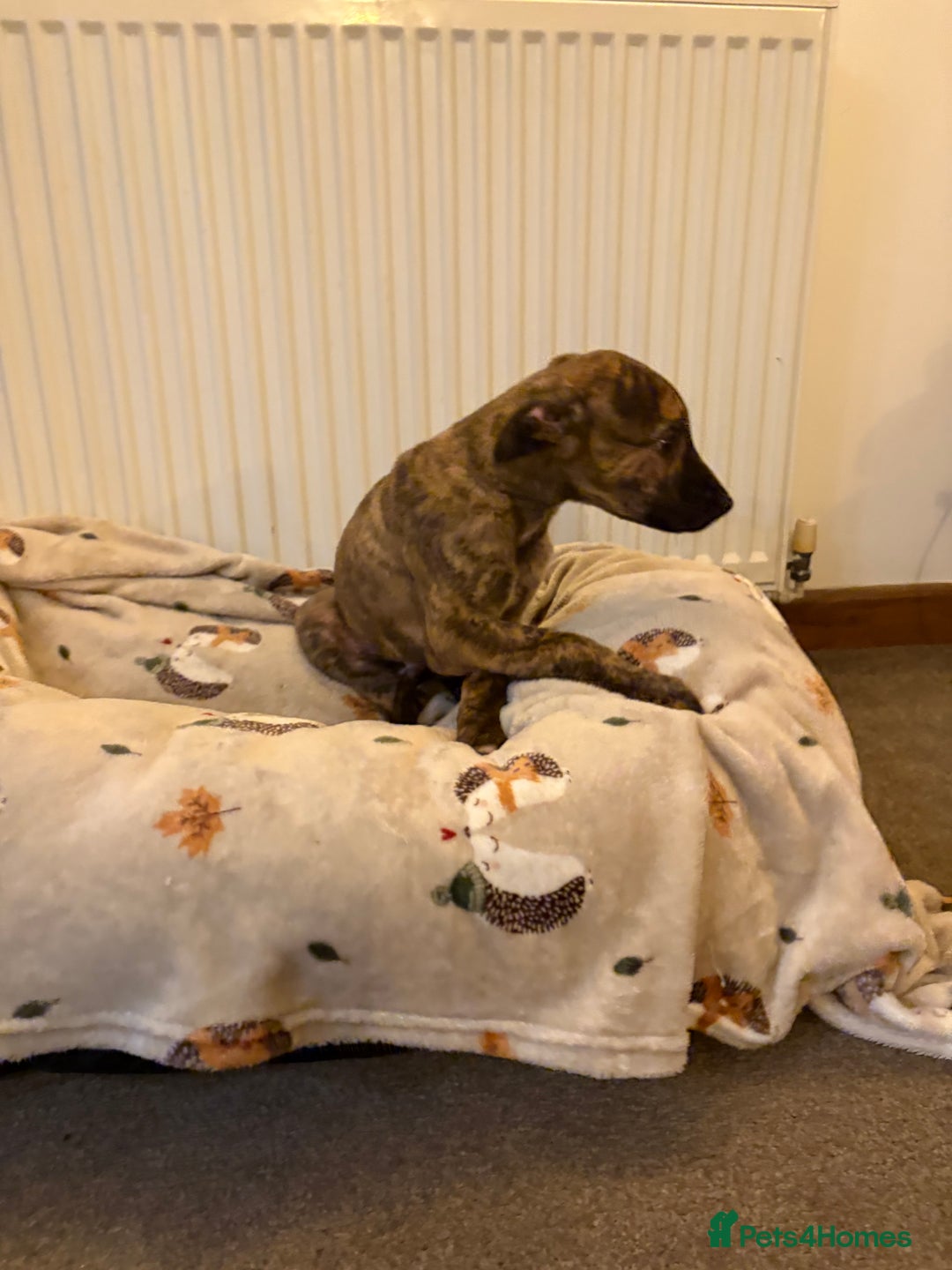 Lurcher dogs for sale: Lurcher puppies - Advert 4