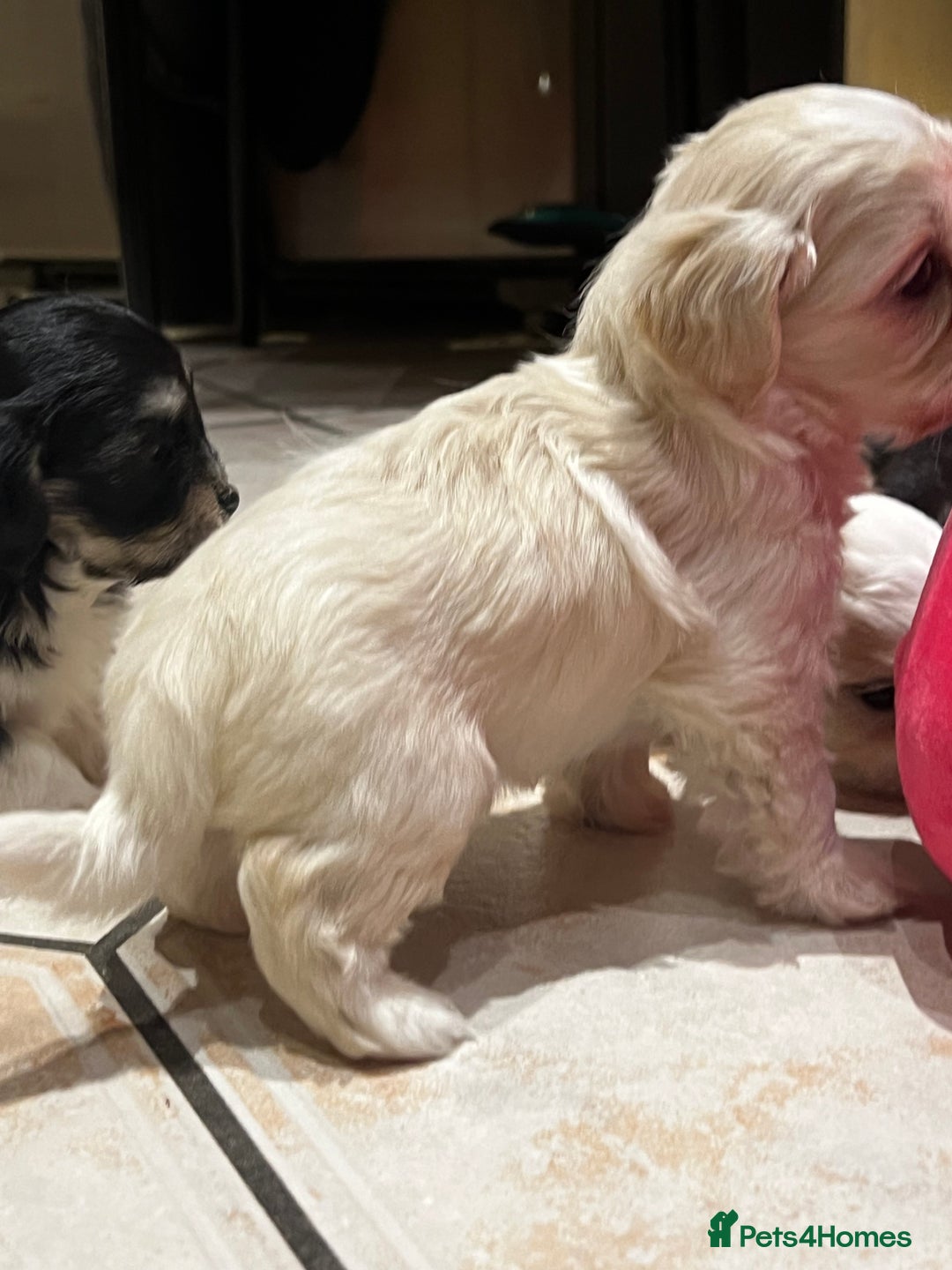 Bichon Frise dogs for sale: Bichon fries ready to go ! - Advert 13