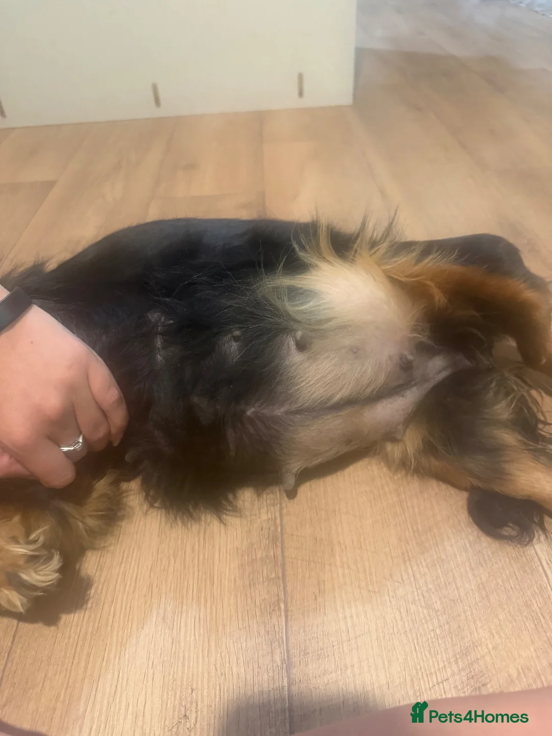 Cavalier King Charles Spaniel dogs for sale: Cavalier King Charles puppies - Advert 2