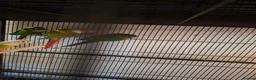 Conures birds for sale: Young conures - Advert 4