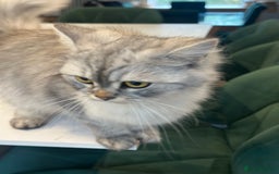 Persian cats for sale: Saffiyah and Santi looking for their forever home. - Advert 3