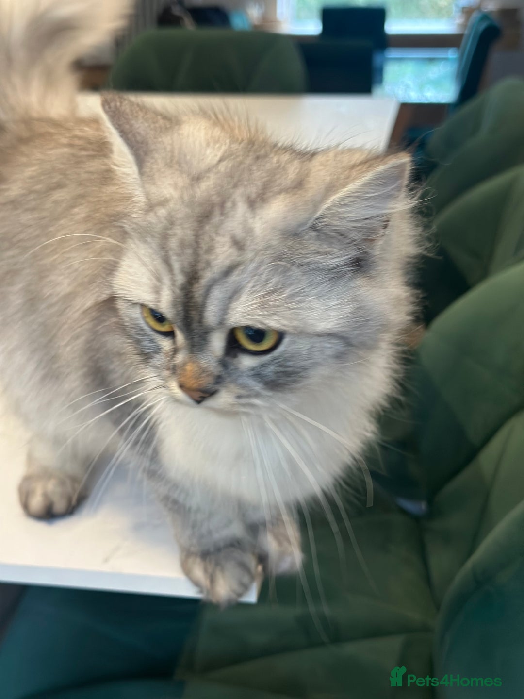 Persian cats for sale: Saffiyah and Santi looking for their forever home. - Advert 3