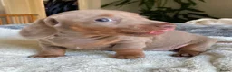 Miniature Dachshund dogs for sale: True KC Reg-Minature Dachshund Pups (Smooth Coat). - Advert 7