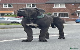 Cane Corso dogs for stud: Cane corso looking for a lover  - Image 6