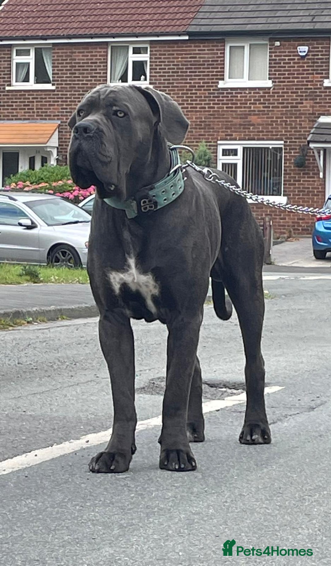 Cane Corso dogs for stud: Cane corso looking for a lover  - Image 6