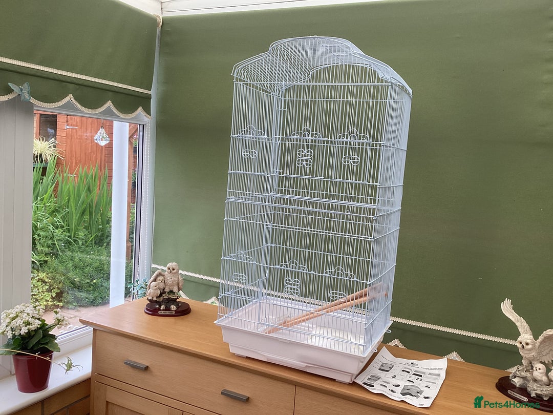 Budgerigars birds for sale: New baby budgies and new cages  - Advert 10