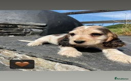 Cocker Spaniel dogs for sale: KC & H/tested Show Cocker Spaniels  - Image 9