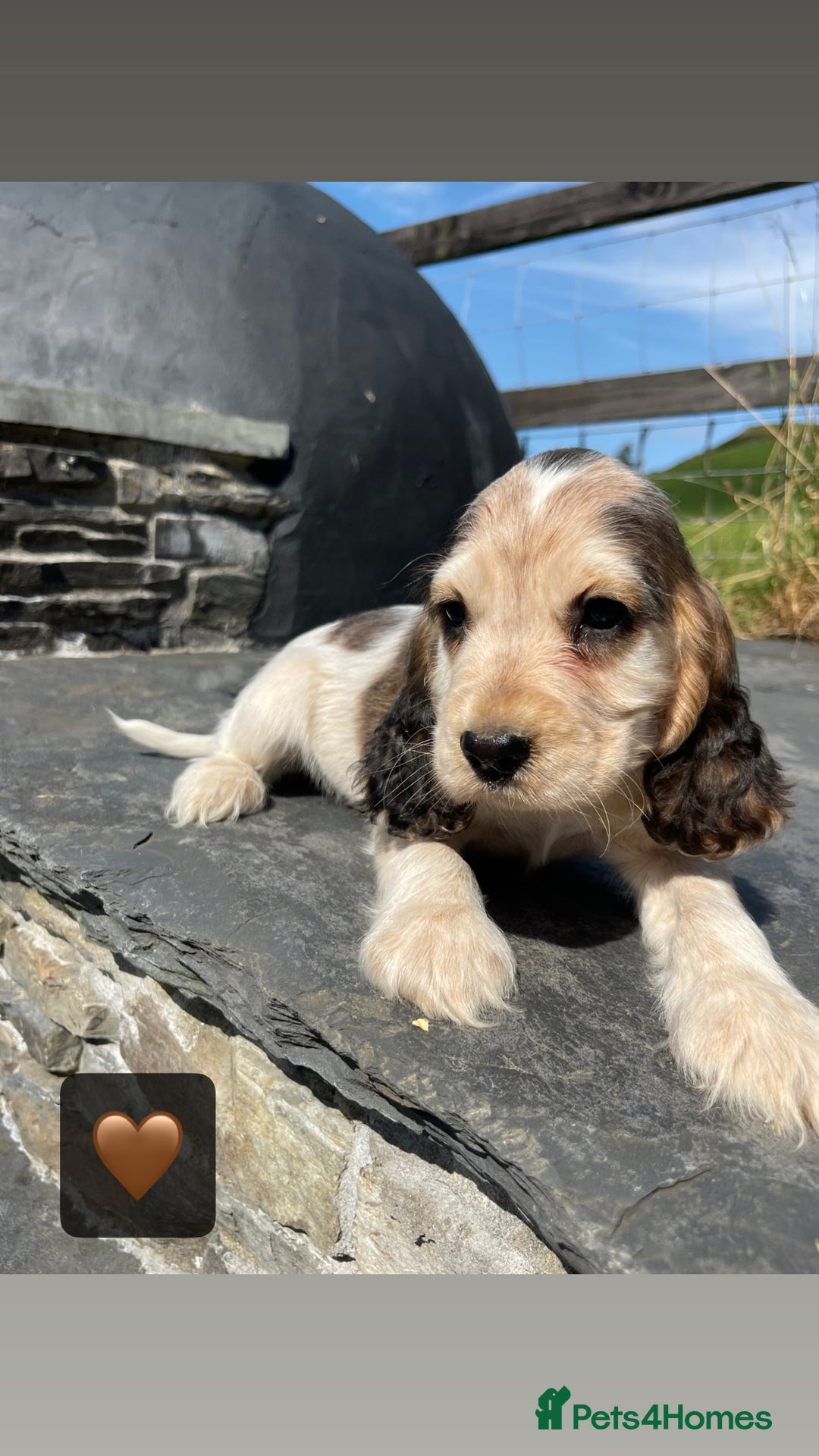 Cocker Spaniel dogs for sale: KC & H/tested Show Cocker Spaniels  - Image 9