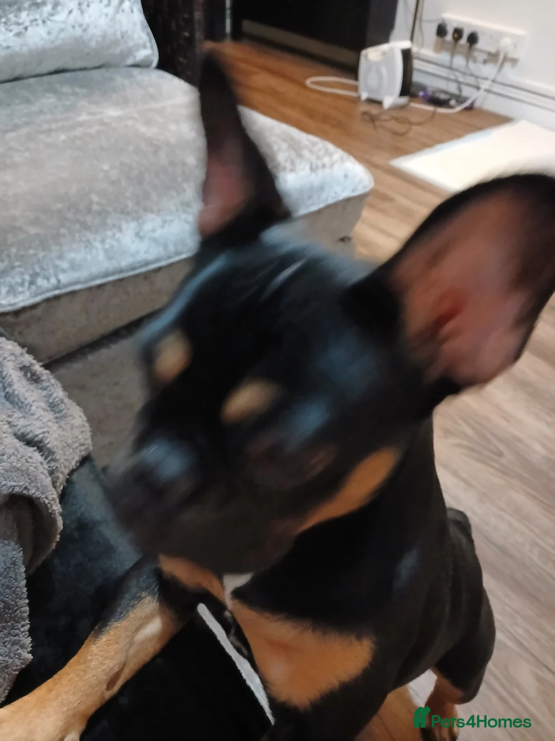 French Bulldog dogs for sale: Girls frencbulldog - Advert 2