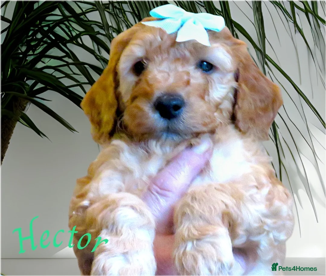 Cockapoo dogs for sale: Beautiful DNA Health tested Cockapoos - Advert 35